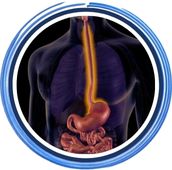 Esófago y Estómago