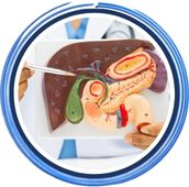 Vesícula y Vías Biliares